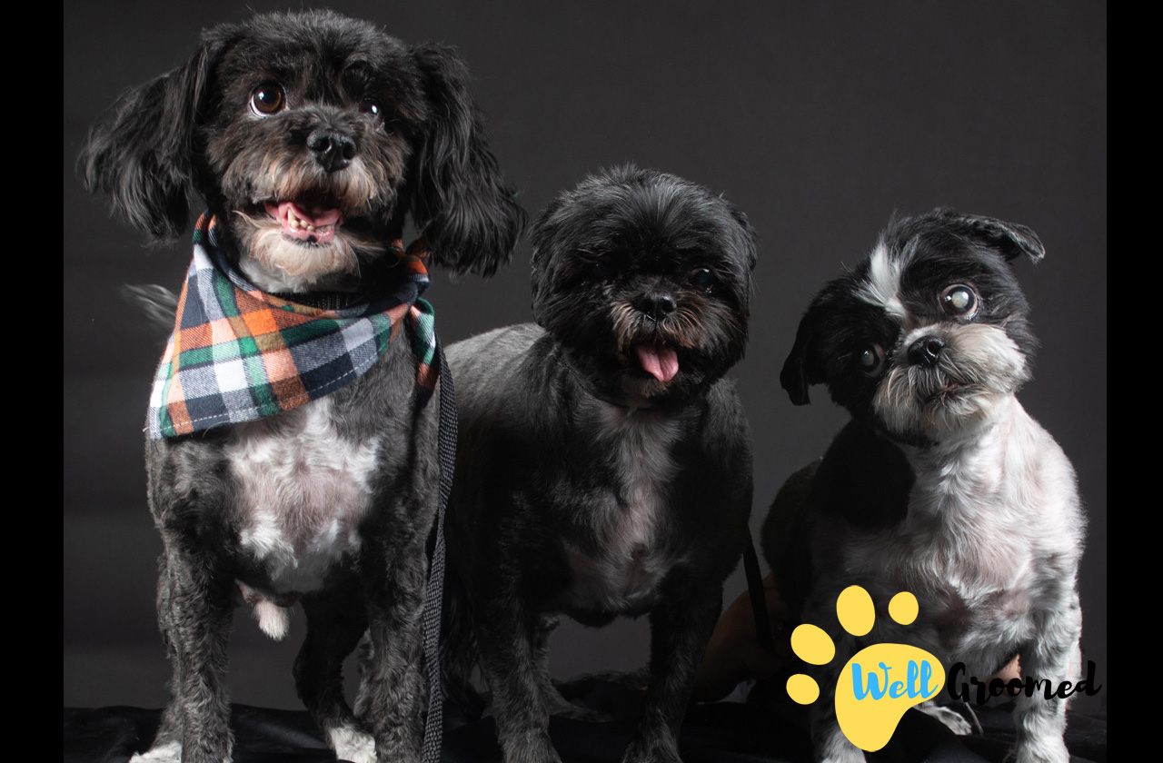 Dog Grooming Well Groomed Pets Las Vegas (725)2460200,Las Vegas