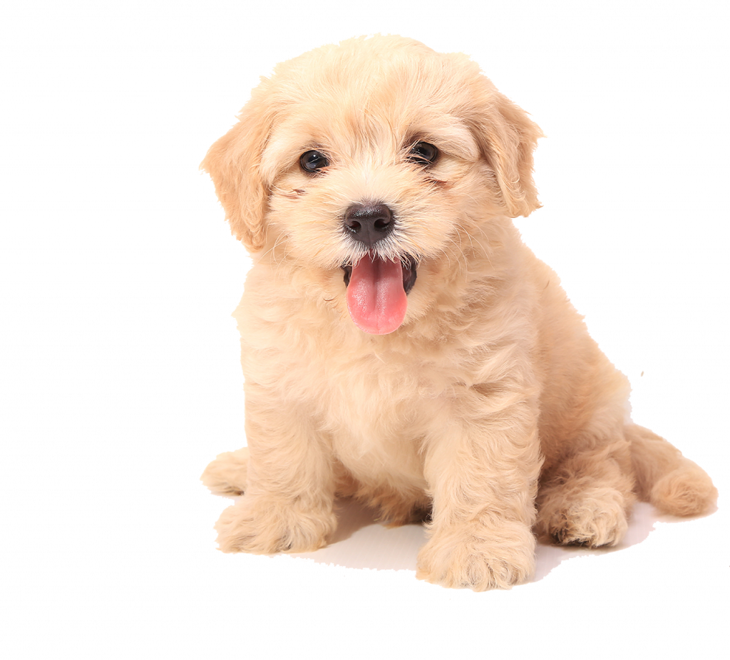 dog-grooming-near-me-raleigh-919-925-2011