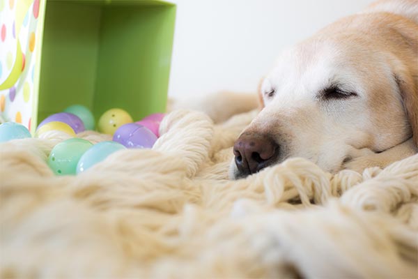 4 Pet-Friendly House Tips to Make Fido and Fluffy Feel Right at Home