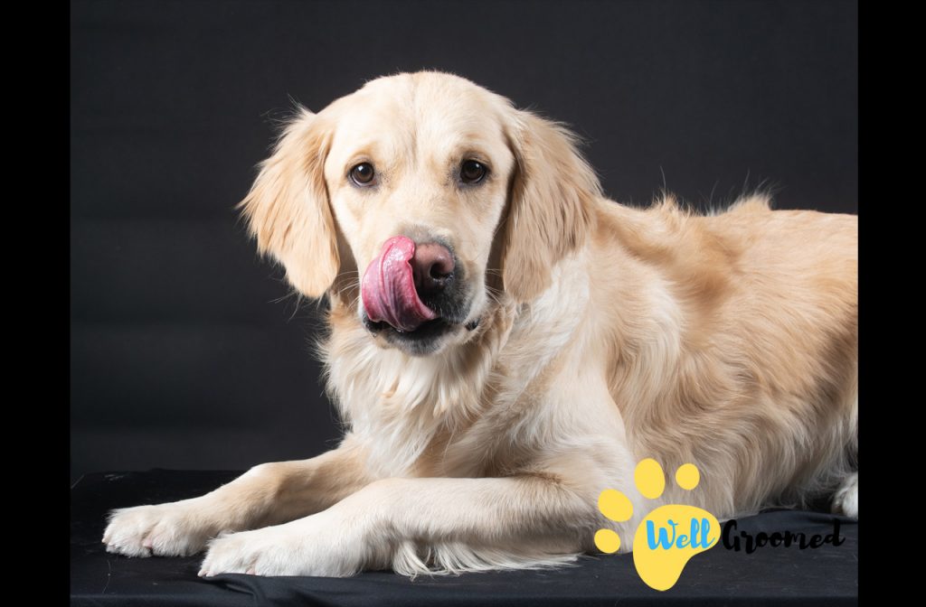 How To Make A Dog Feel At Home