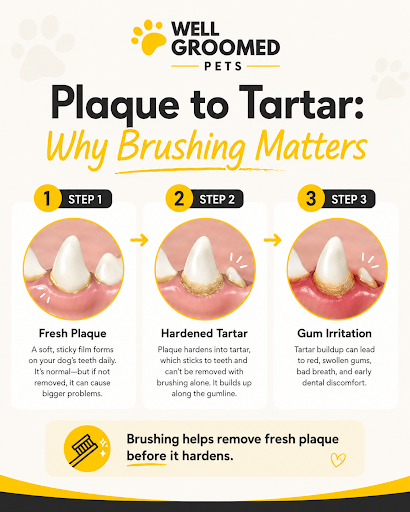 Dog dental disease prevention infographic showing plaque buildup, tartar, gum irritation, and when veterinary cleaning may be needed.