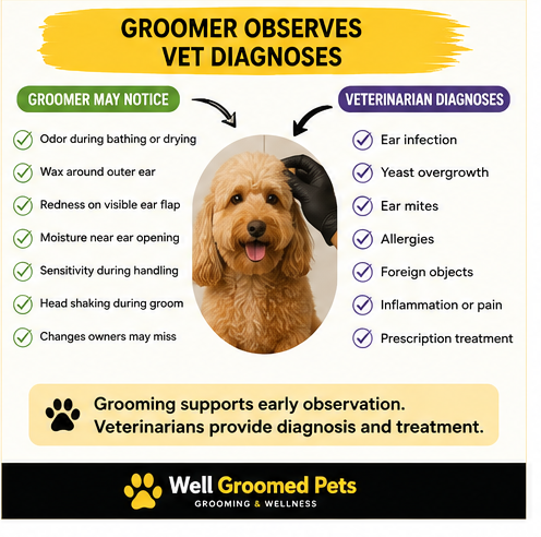 Groomer noticing dog ear odor, wax, redness, and sensitivity while a veterinarian diagnoses and treats ear problems.