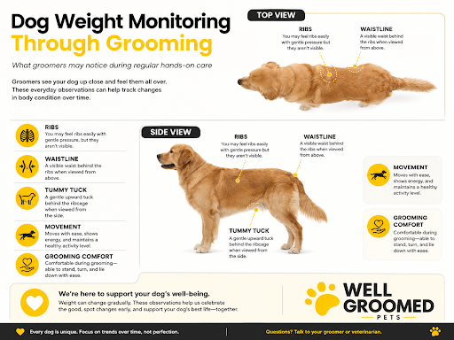 Dog weight monitoring grooming infographic showing ribs, waistline, tummy tuck, movement, and grooming observations.